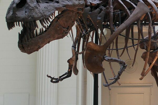 A look at the itty, bitty arms on Sue the T-Rex.